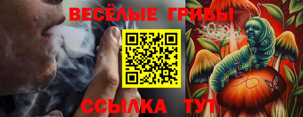 Псилоцибиновые грибы Psilocybine cubensis Майский